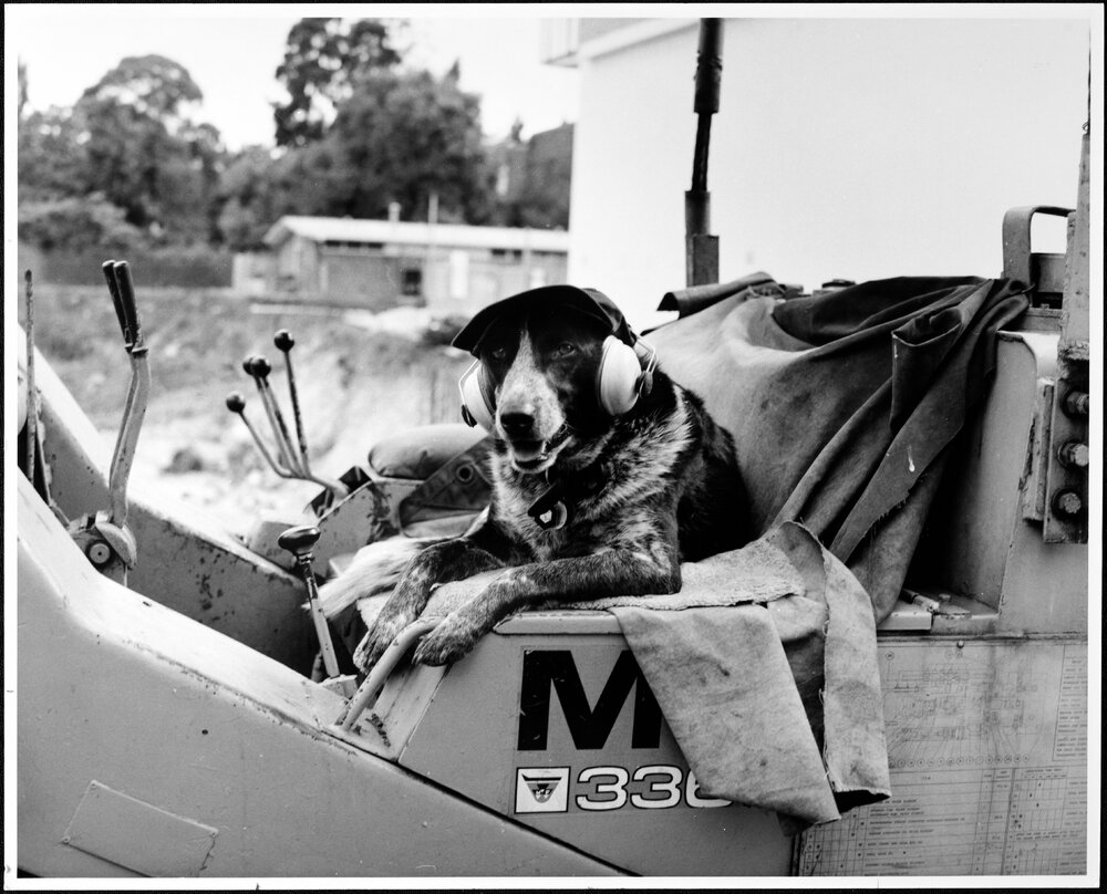 Zoology. Dog on site of new Zoology Building
