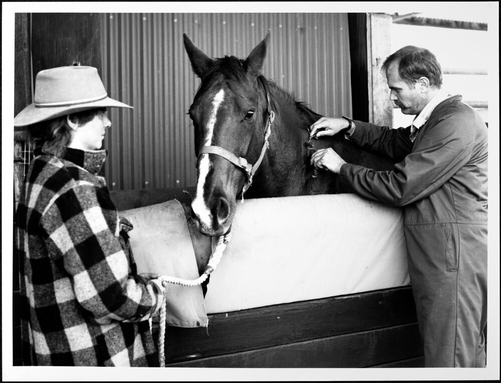 Cornwall Park Stud at Melton. Major client of the University&rsquo;s Veterinary Clinic.