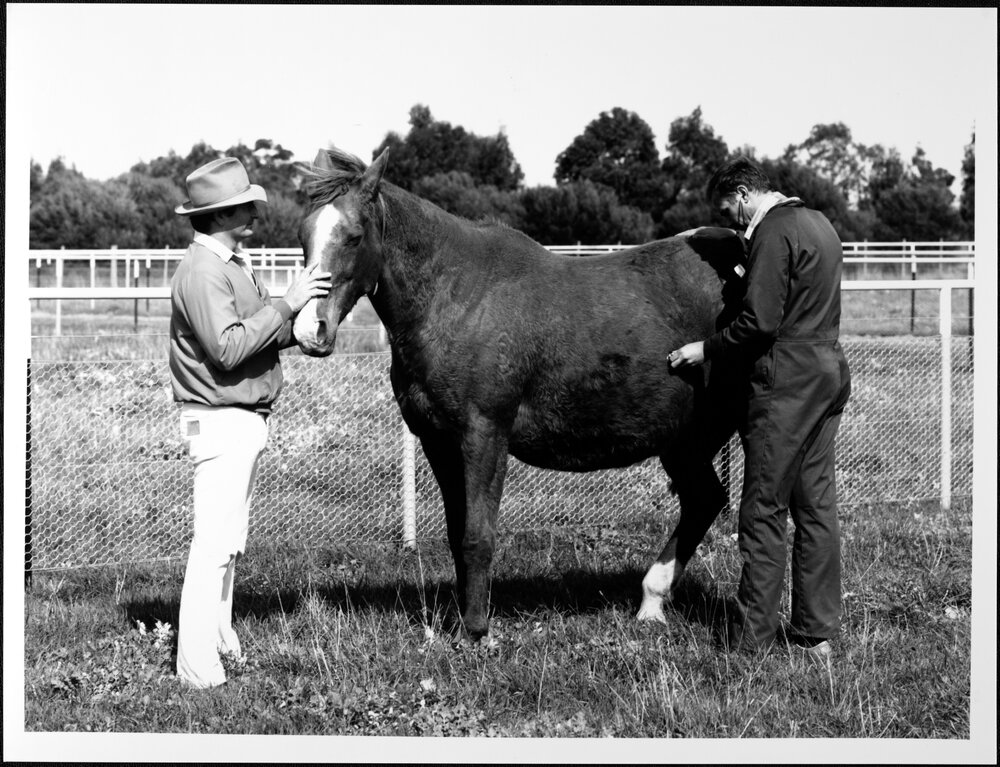 Cornwall Park Stud at Melton. Veterinary Clinic and Hospital Ambulatory vet Dr Terry Lowis examines mare while studmaster Trevor Carey looks on. 1987