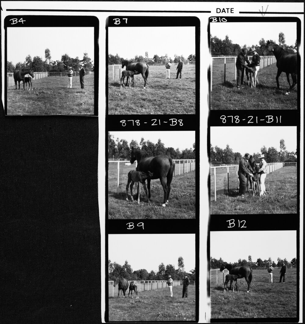 Cornwall Park Stud at Melton. Veterinary Clinic and Hospital Ambulatory vet Dr Terry Lowis and studmaster Trevor Carey with mare and foal. 1987