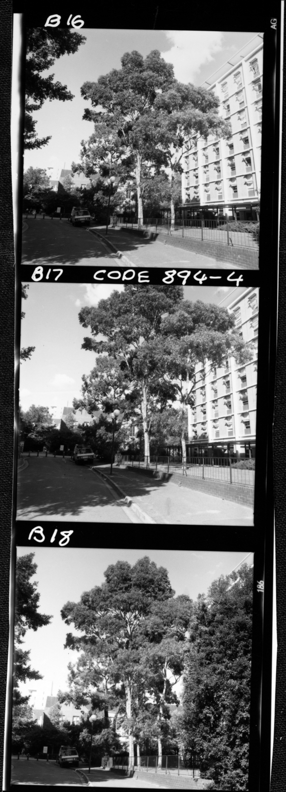 Eucalypts north of Economics and Commerce building