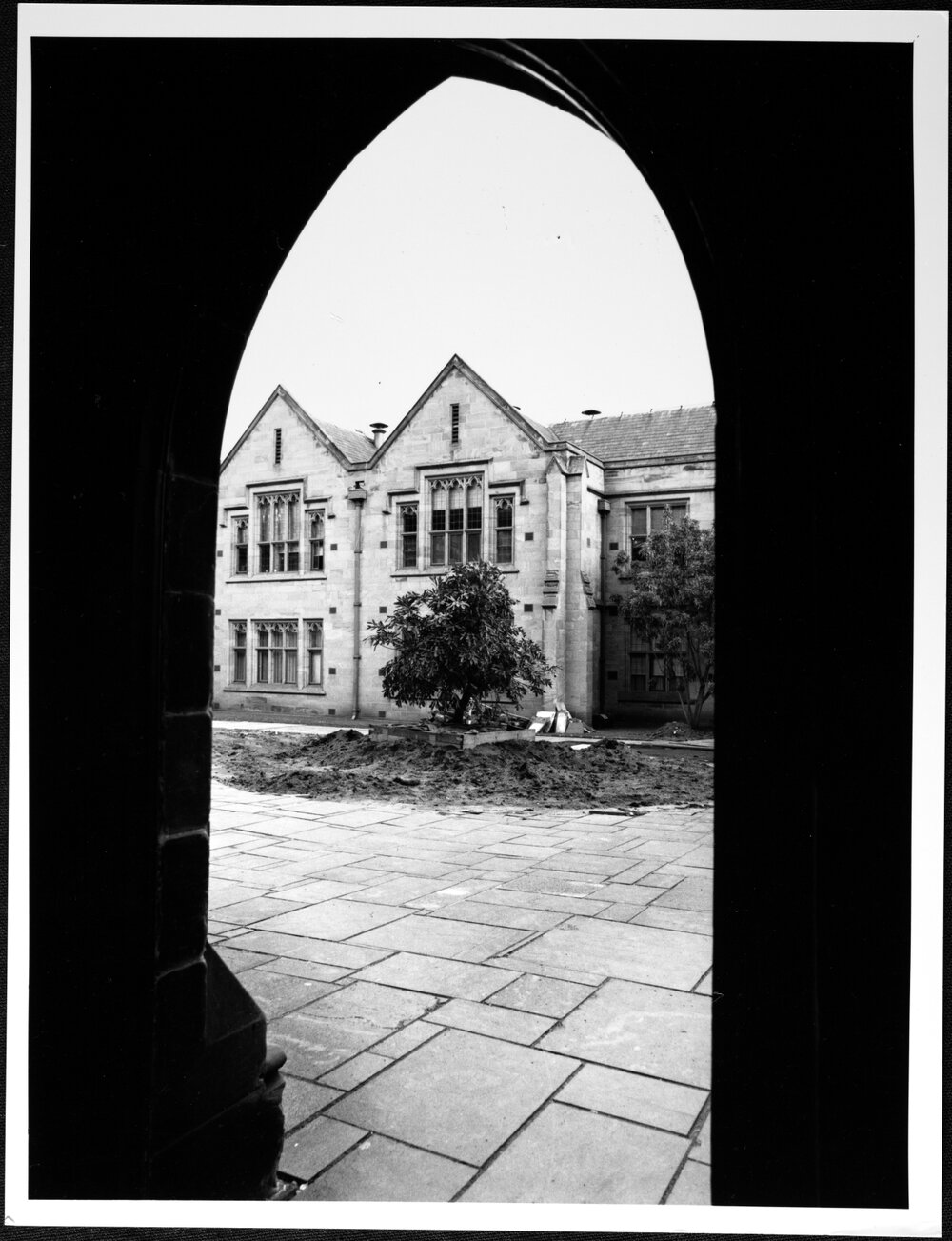 University Grounds. Cussonia tree