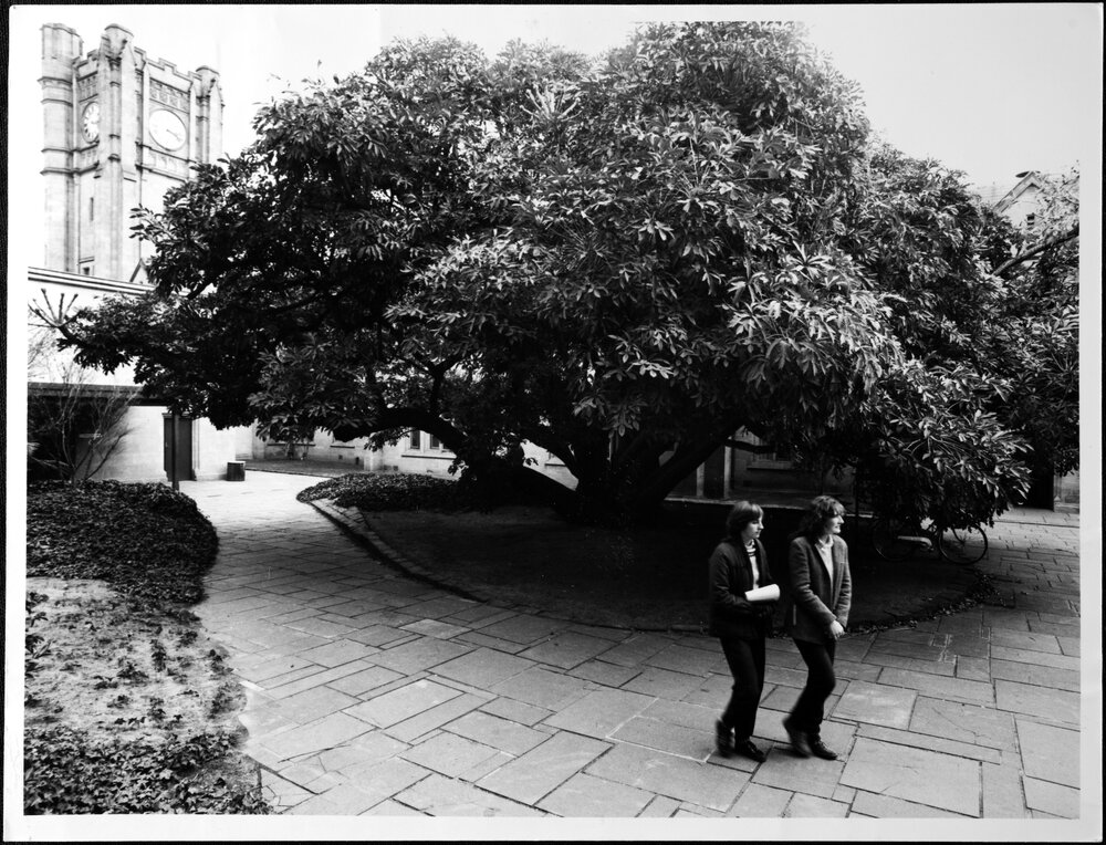 University Grounds. Cussonia Court
