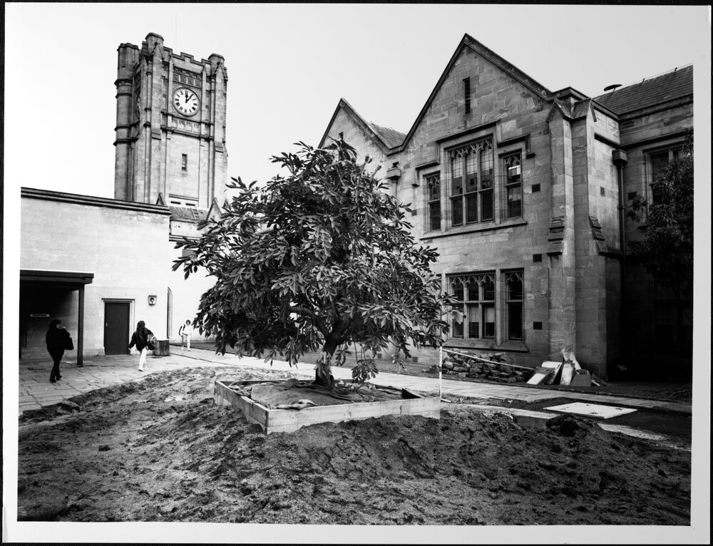University Grounds. Cussonia tree