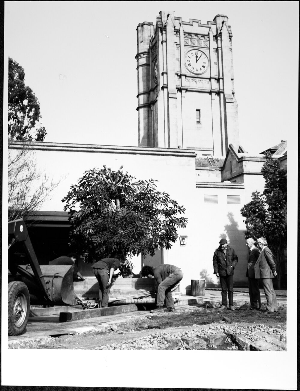 University Grounds. Cussonia tree