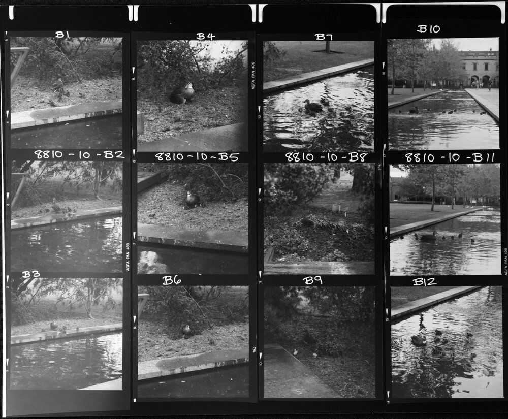 University Grounds. South Lawn