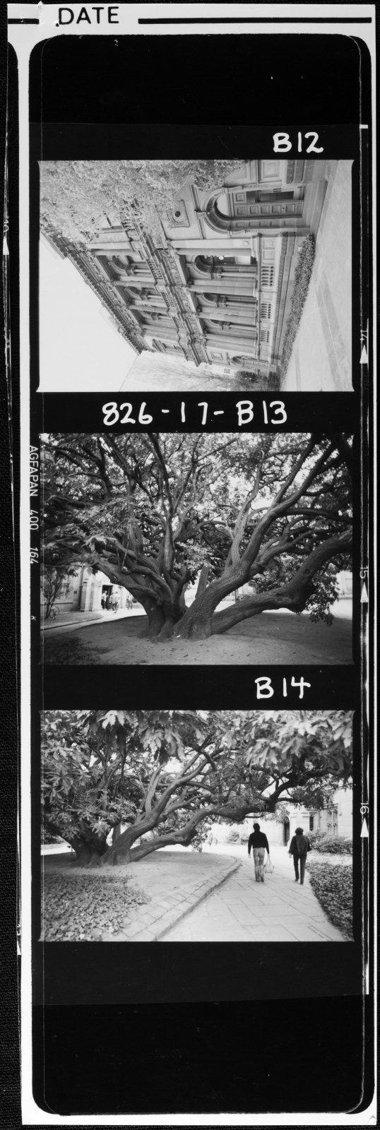 Students. Cussonia Tree