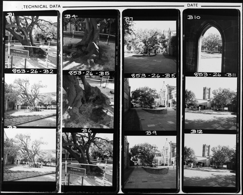 Students. Cussonia Tree