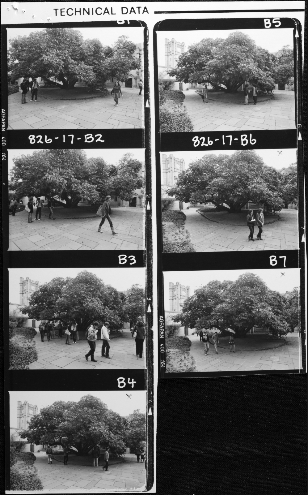 Students. Cussonia Tree