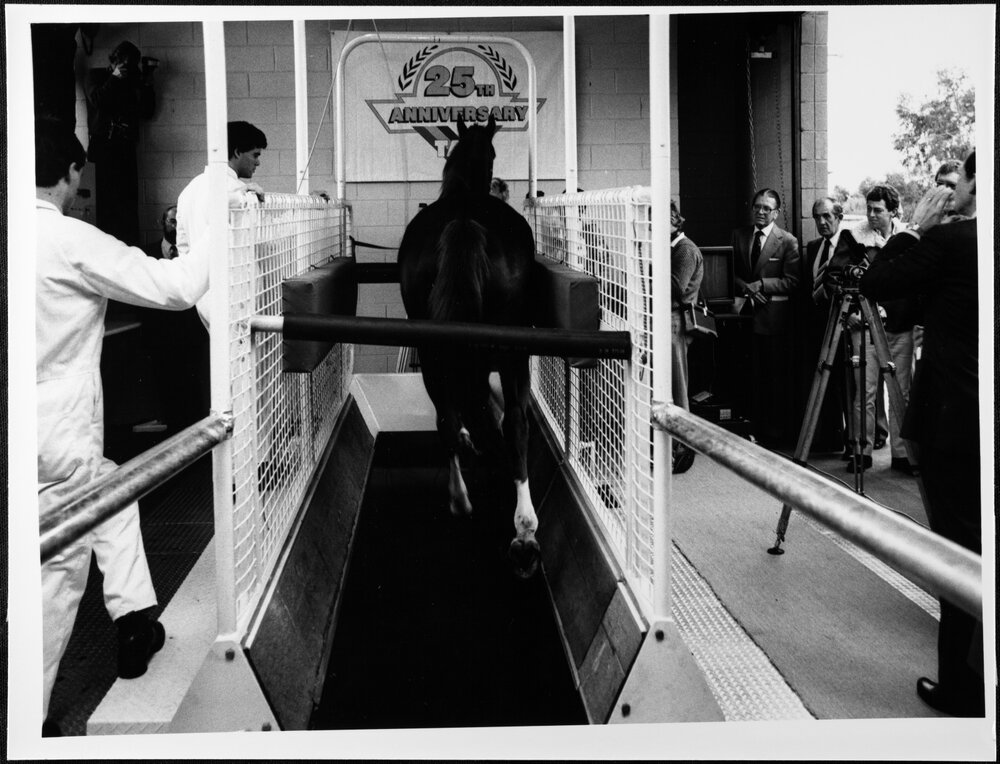 TAB. Opening of the TAB Racehorse Performance laboratory at Werribee, horse being tested on the treadmill. 1986
