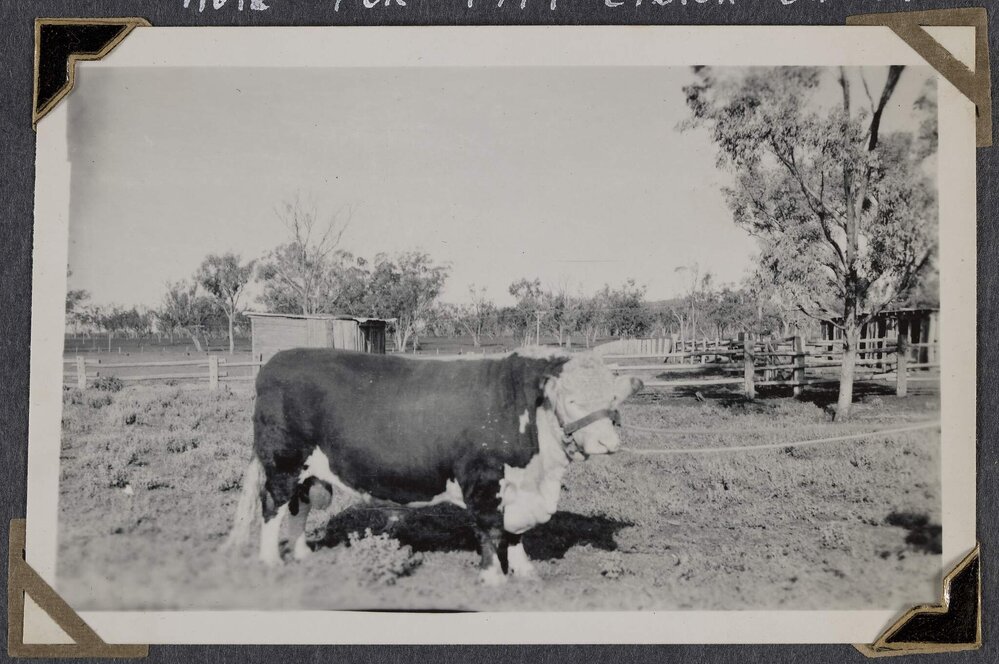 Hope for 1949 Easter Show