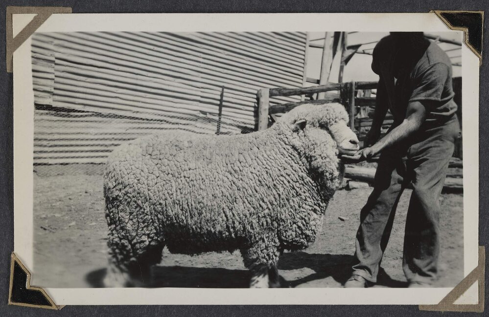 Corriedale Champion, 1948, Ahgunyah, Crookwell (Harold Prell)