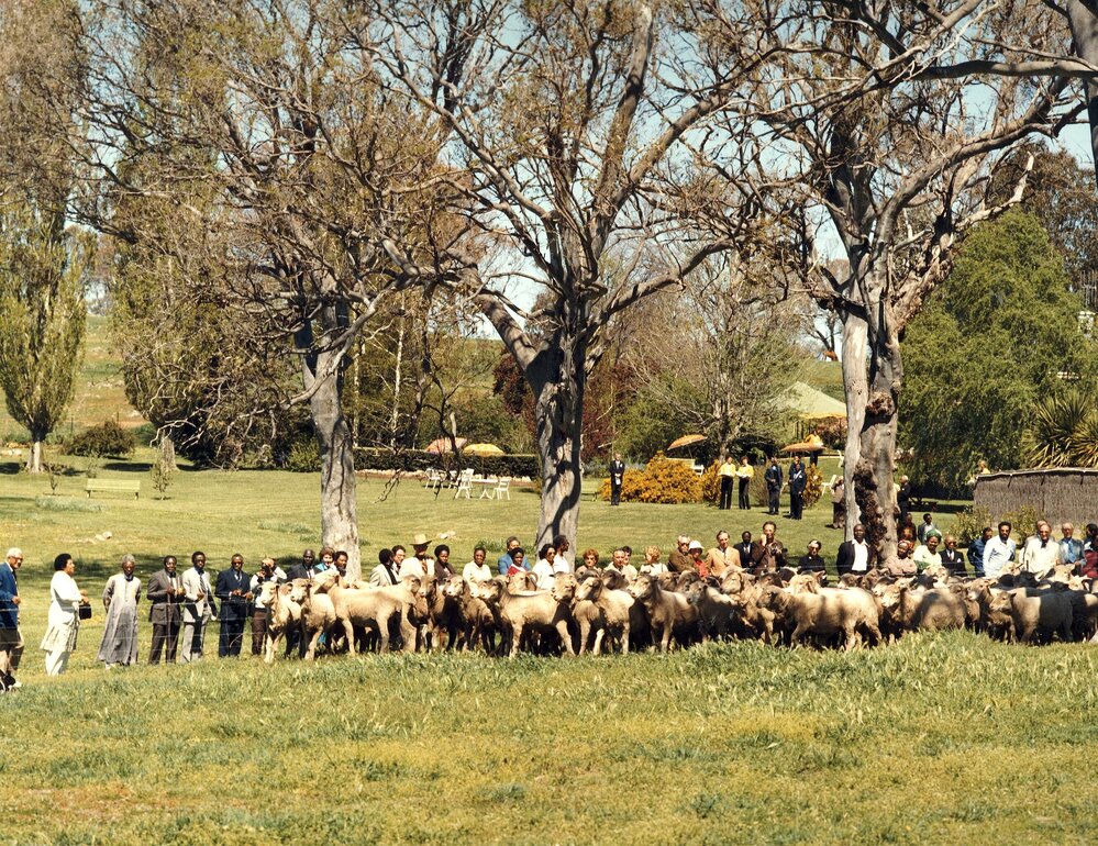 Commonwealth Heads of Government Meeting participants watching a sheep herding demonstration near Canberra, Australian Capital Territory.