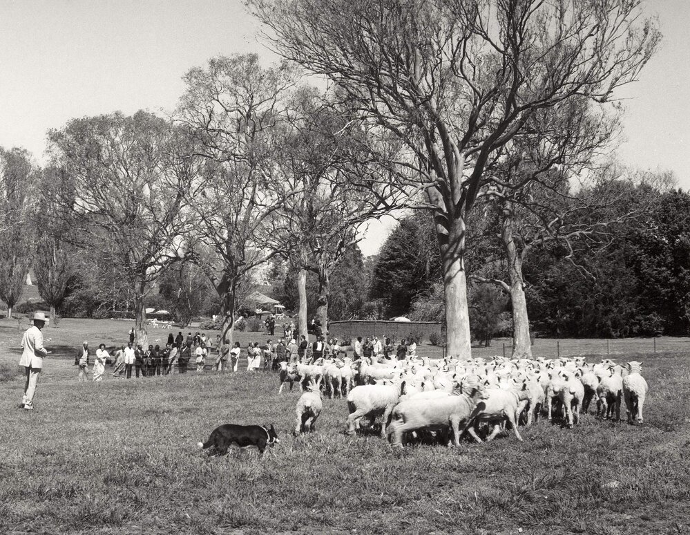Commonwealth Heads of Government Meeting participants watching a sheep herding demonstration near Canberra, Australian Capital Territory.