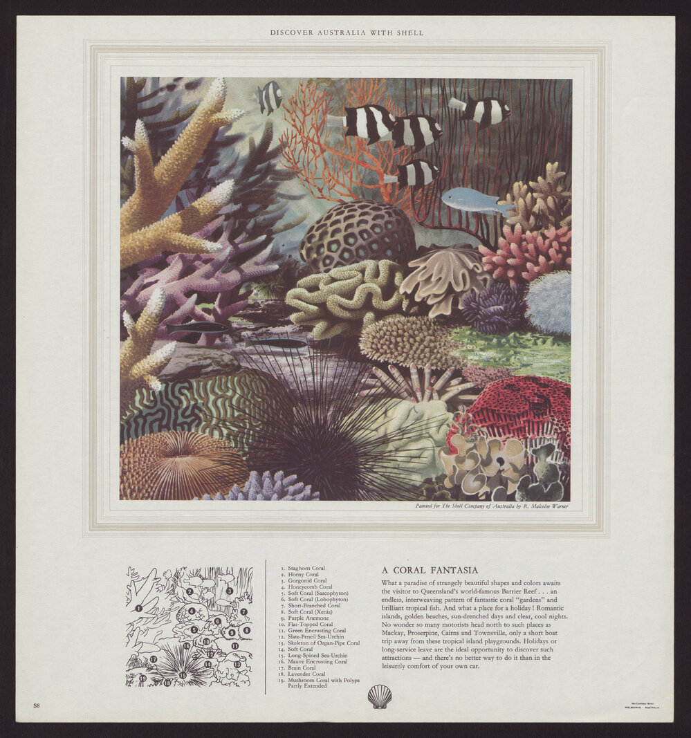 Discover Australia With Shell - Shells [5 of many]