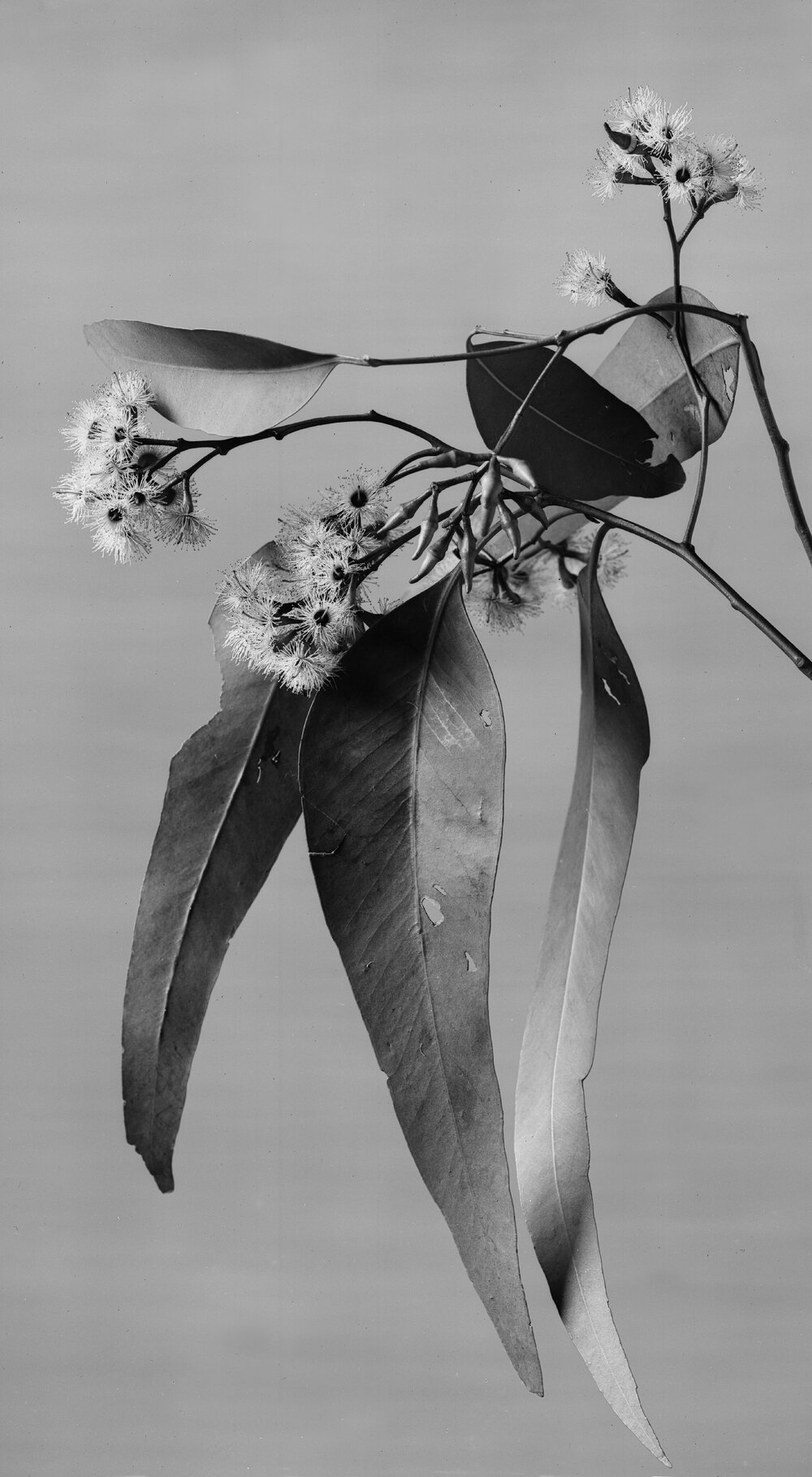 Eucalyptus Leptophleba