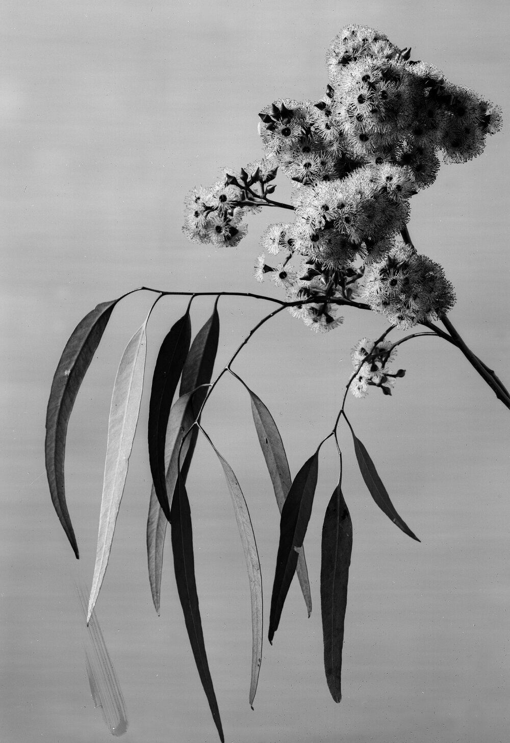 Eucalyptus Paniculata