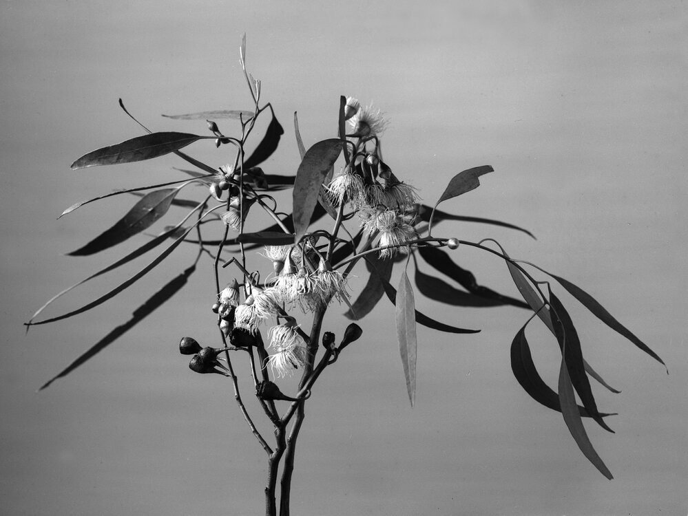 Eucalyptus Sideroxylon.c