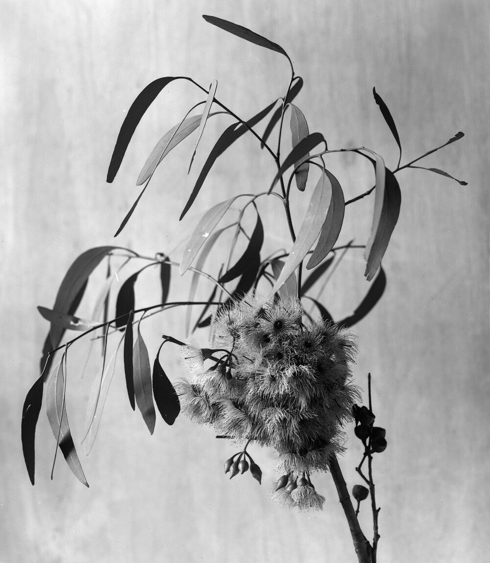 Eucalyptus Sideroxylon var. pallens