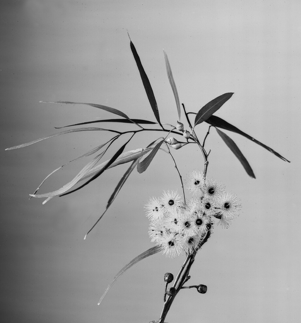 Eucalyptus Sideroxylon