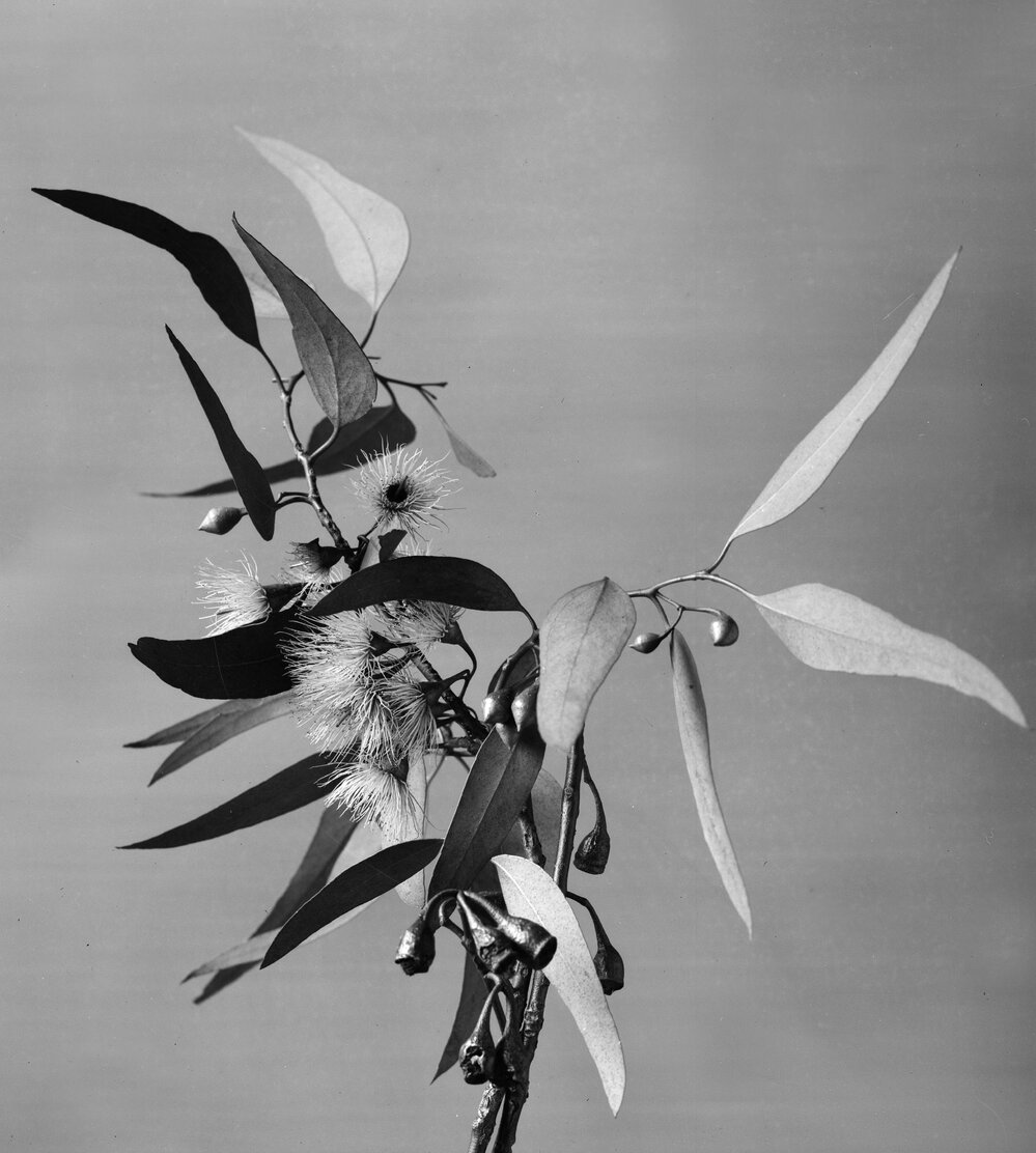Eucalyptus Leucoxylon.b