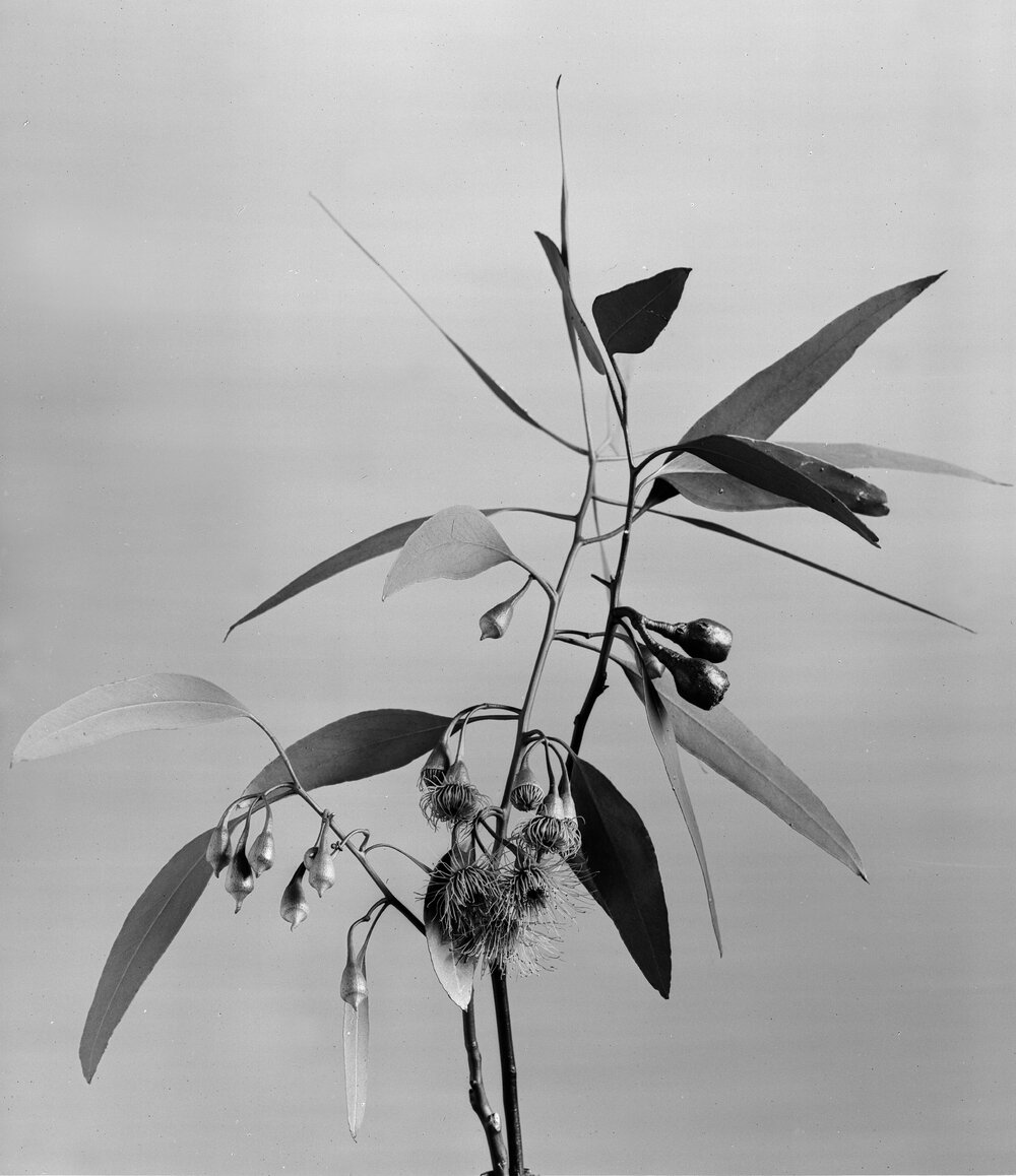 Eucalyptus Leucoxylon var. macrocarpa rosea