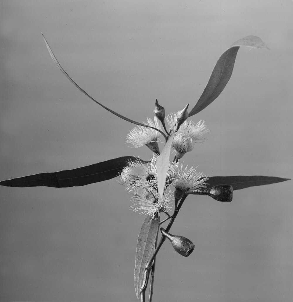 Eucalyptus Leucoxylon var. macrocarpa