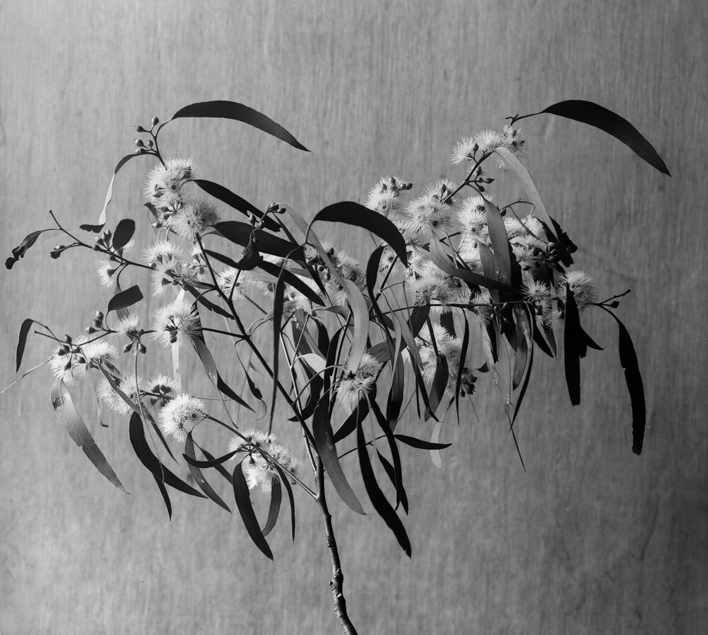 Eucalyptus Melliodora