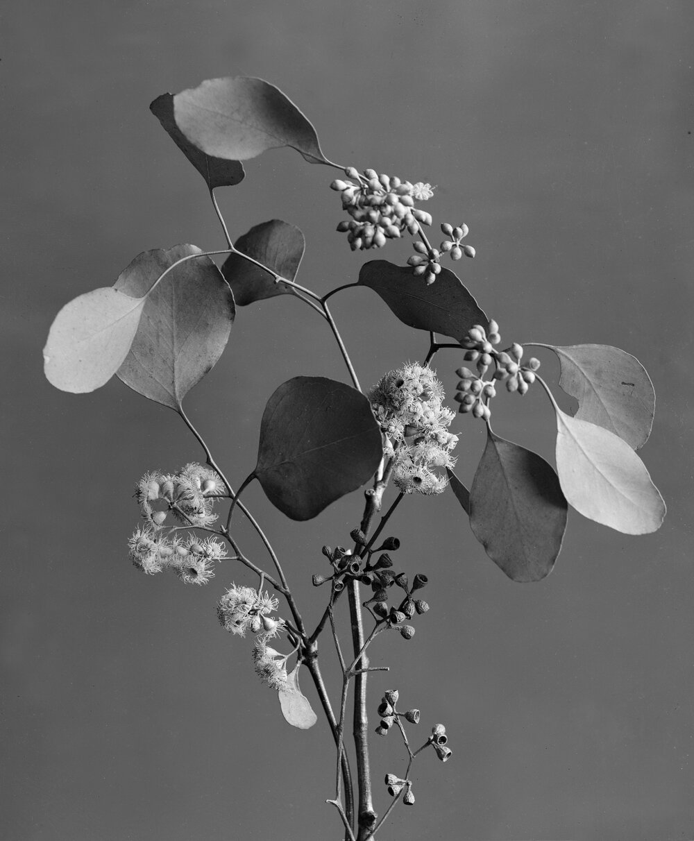 Eucalyptus Polyanthemos.a