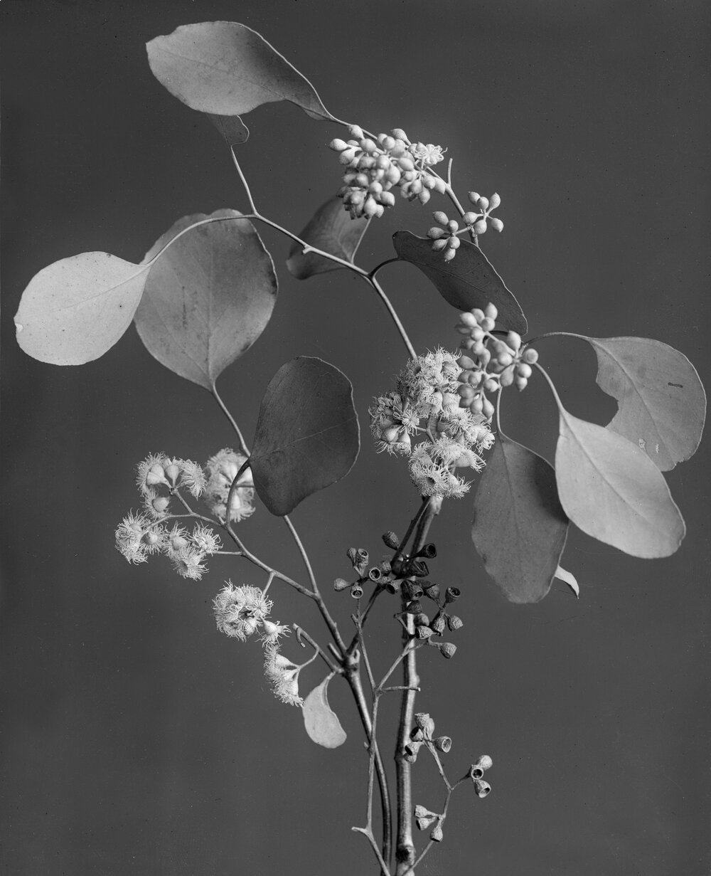 Eucalyptus Polyanthemos.b