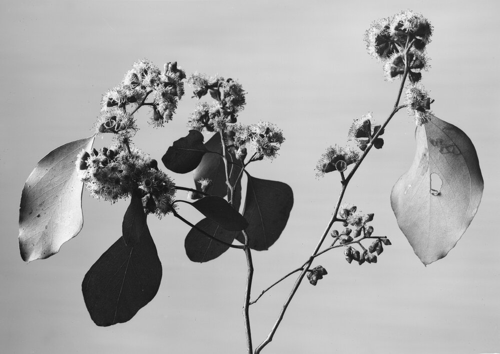 Eucalyptus Baueriana