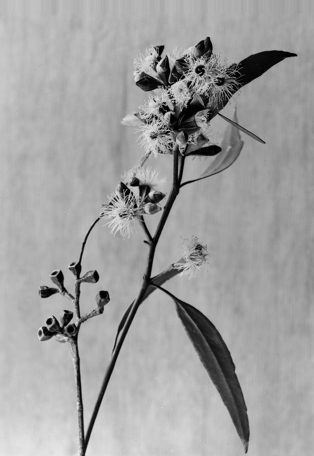 Eucalyptus Calycogona
