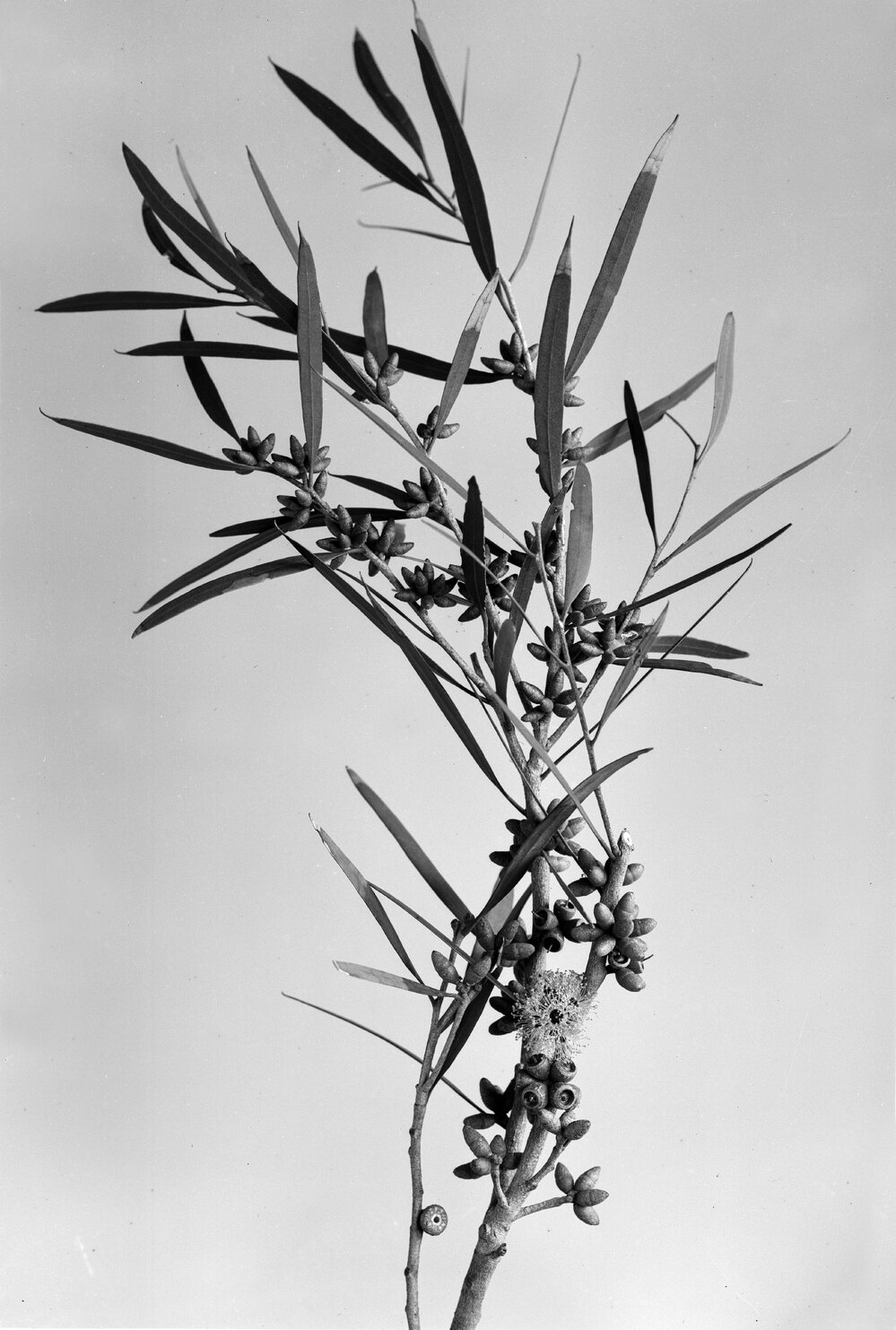 Eucalyptus Cneorifolia