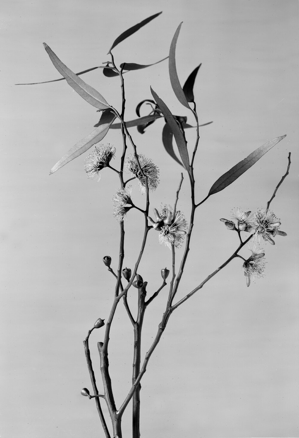 Eucalyptus Oleosa var. longicornis