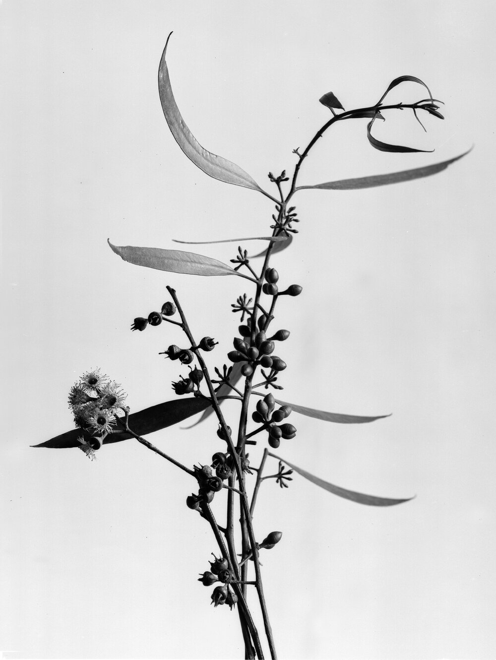 Eucalyptus Salmonophloia