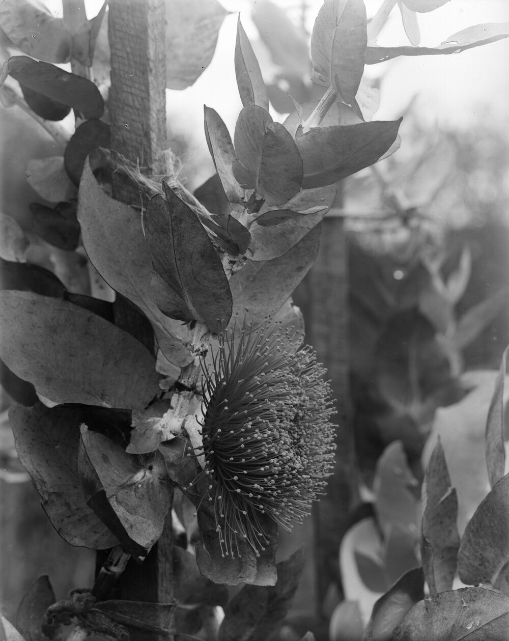 Eucalyptus Macrocarpa.bloom