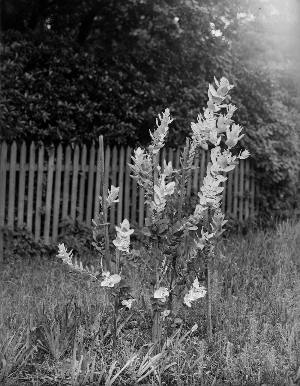 Eucalyptus Macrocarpa.tree