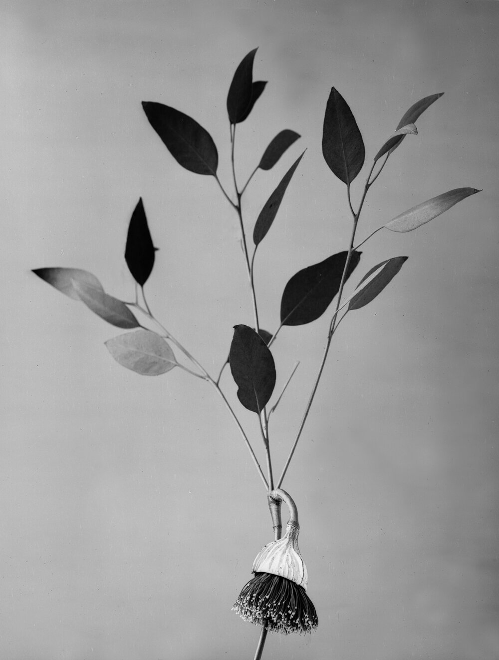 Eucalyptus Pyriformis