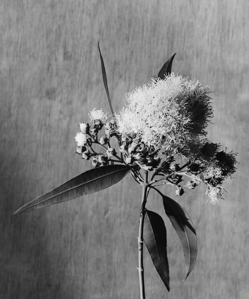 Eucalyptus Angophora_lanceolata