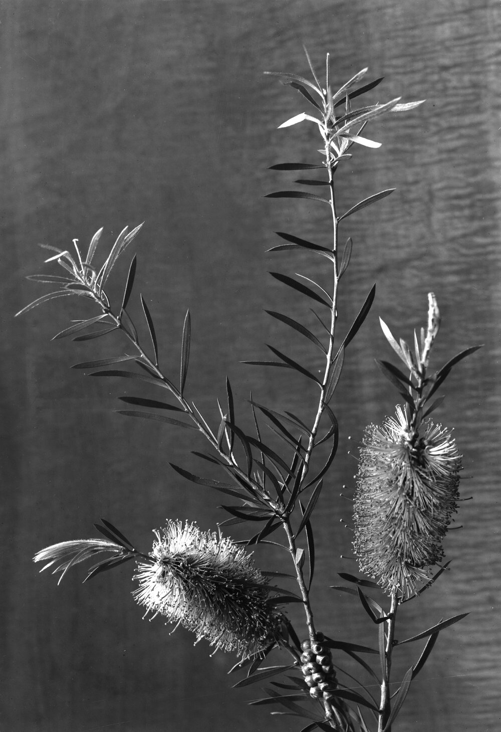 Eucalyptus Callistemon_lanceolatus