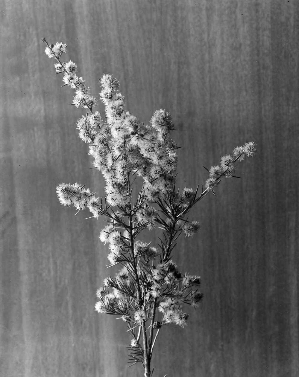 Eucalyptus Melaleuca_nodosa