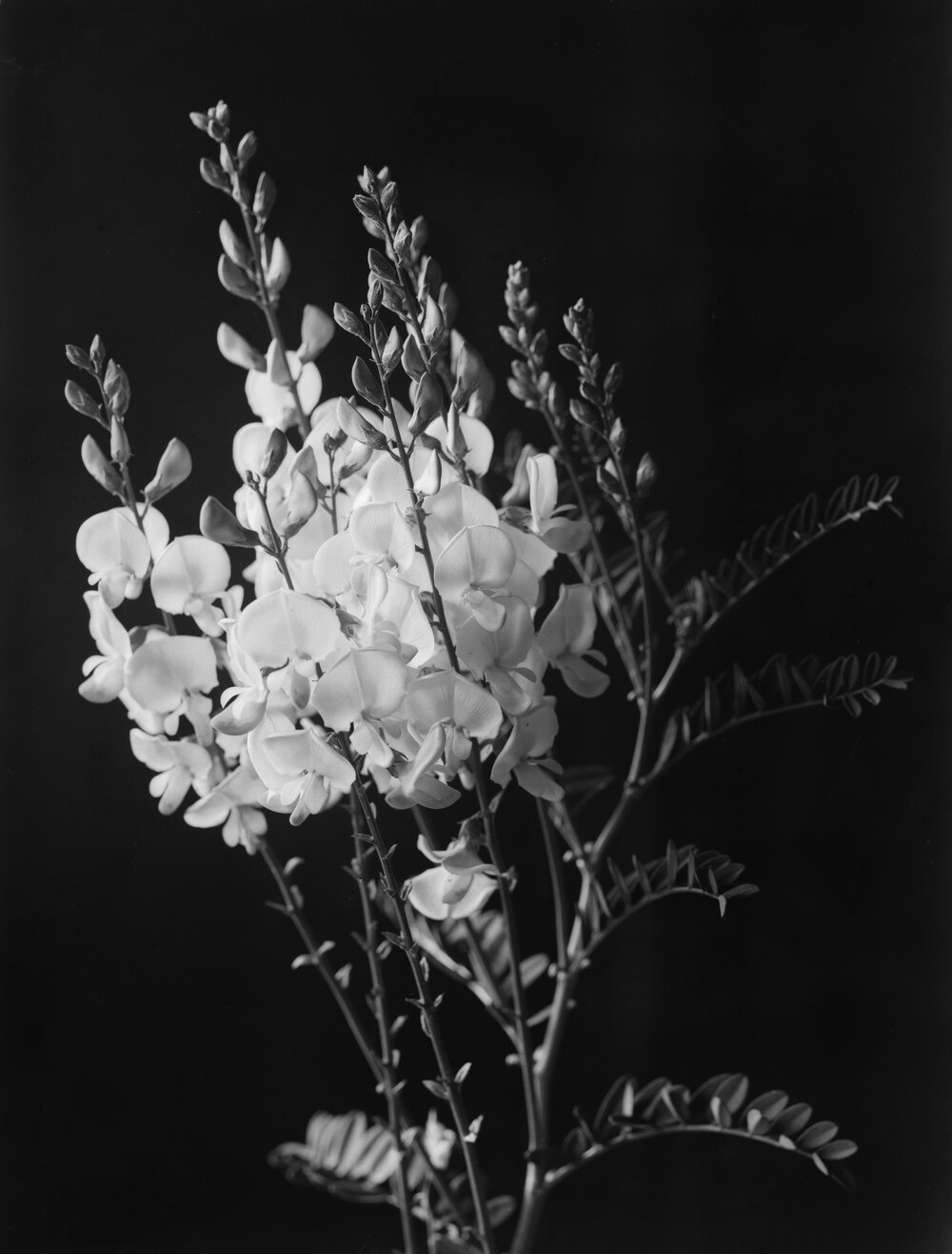 Swainsona Grandiflora