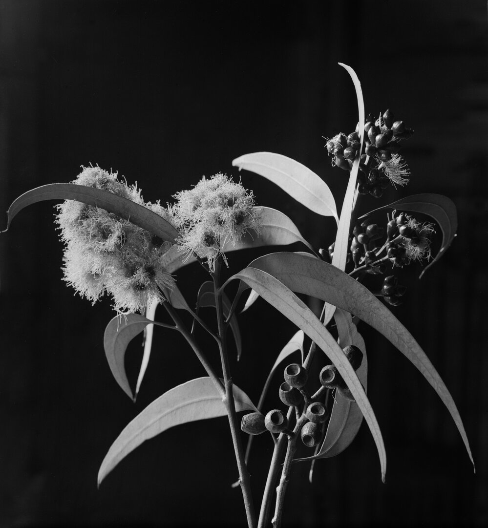 Eucalyptus Eximia