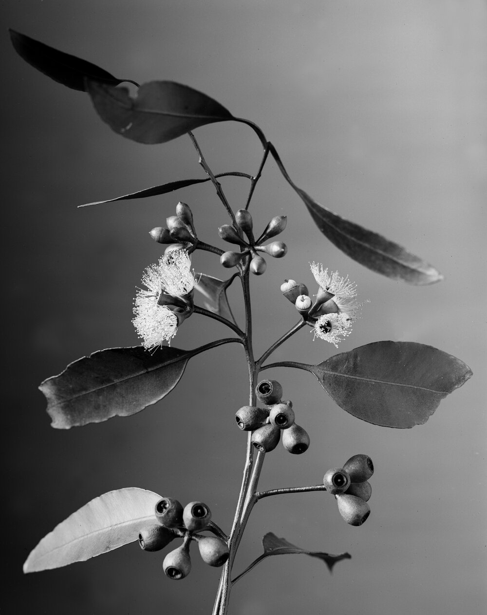 Eucalyptus Diversicolor