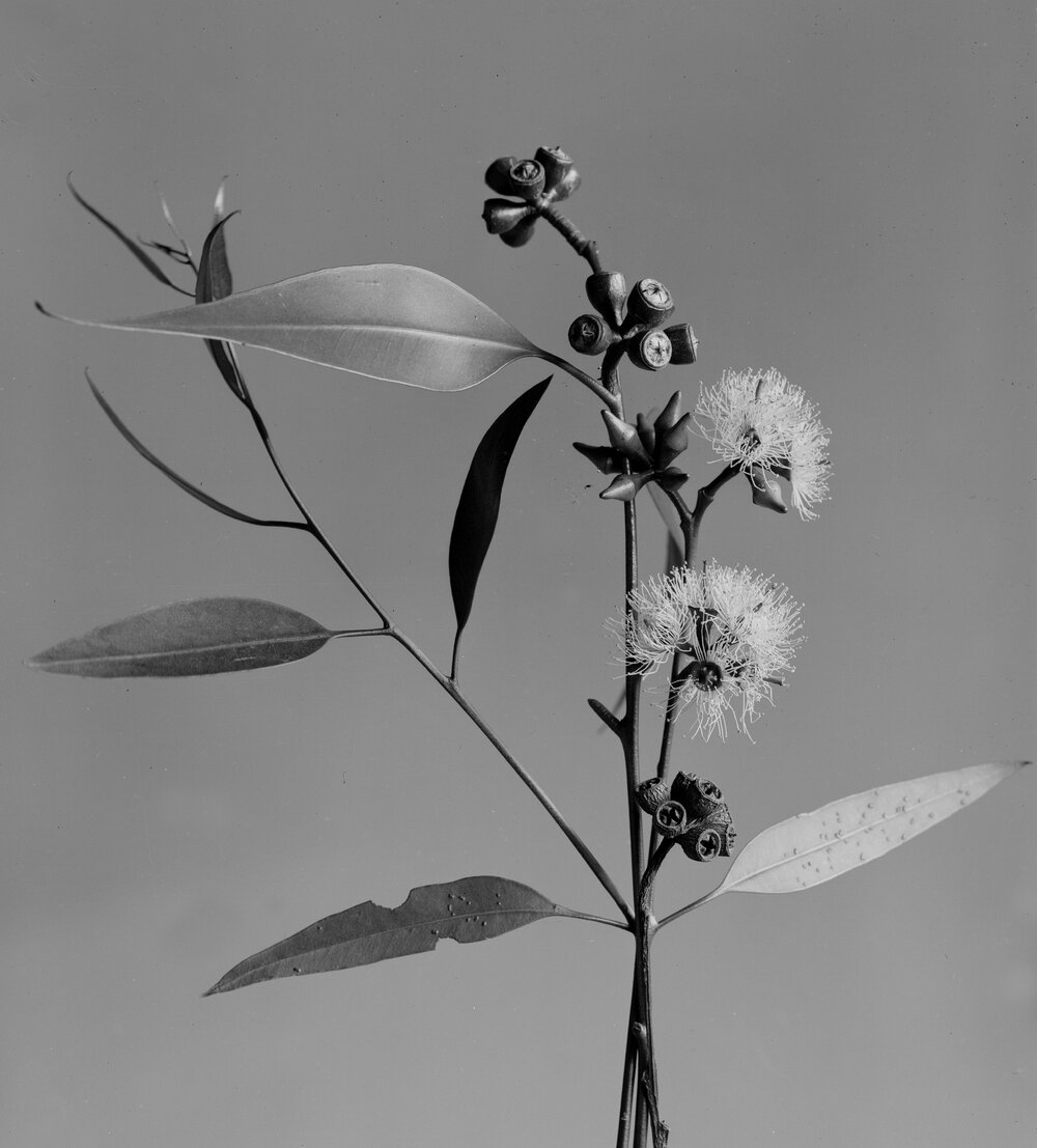 Eucalyptus Kirtoniana