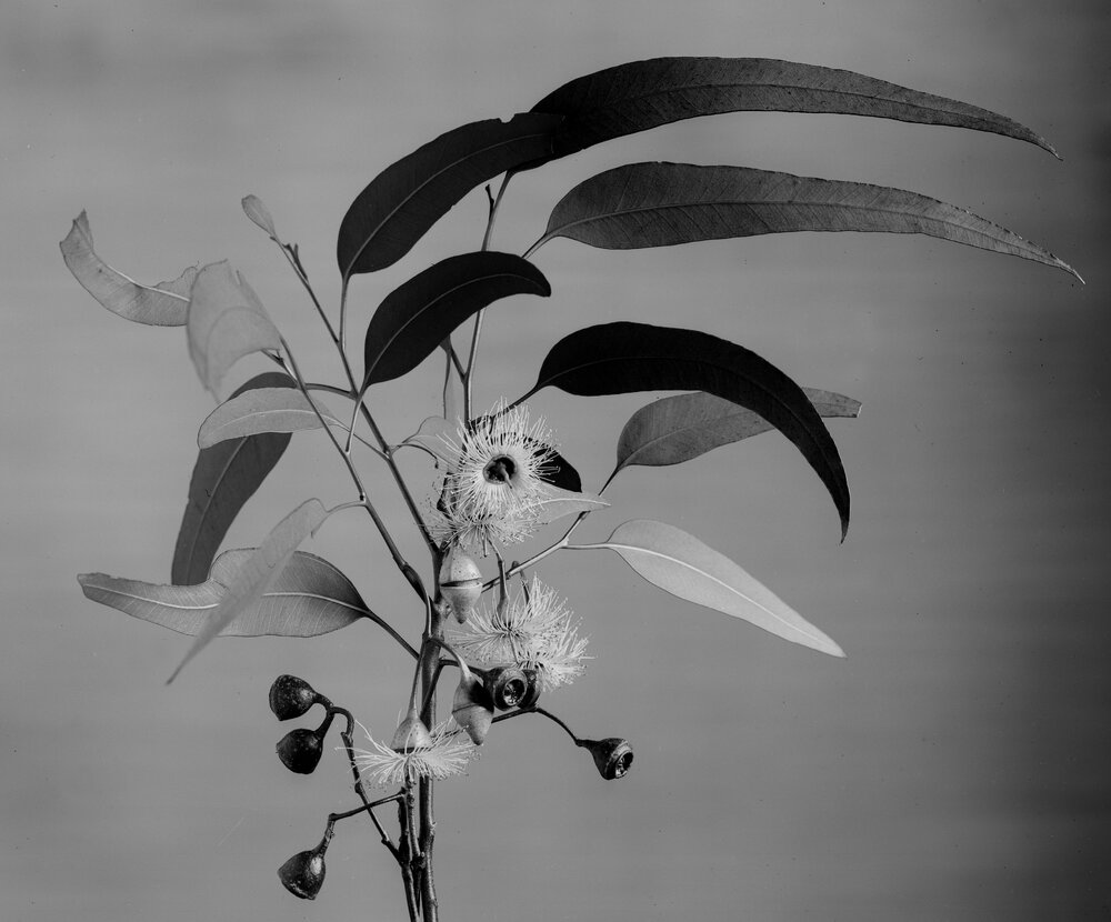 Eucalyptus Longifolia