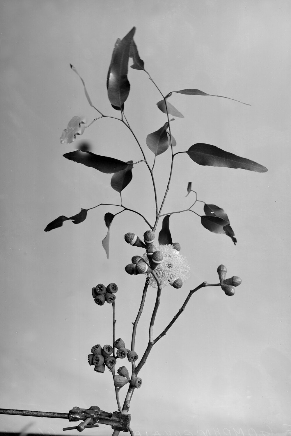 Eucalyptus Gomphocephala_4