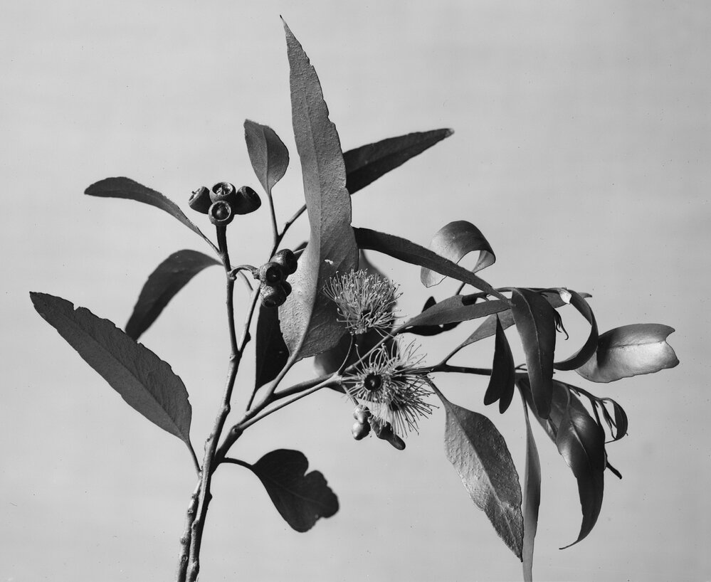 Eucalyptus Platypus var. acutifolia