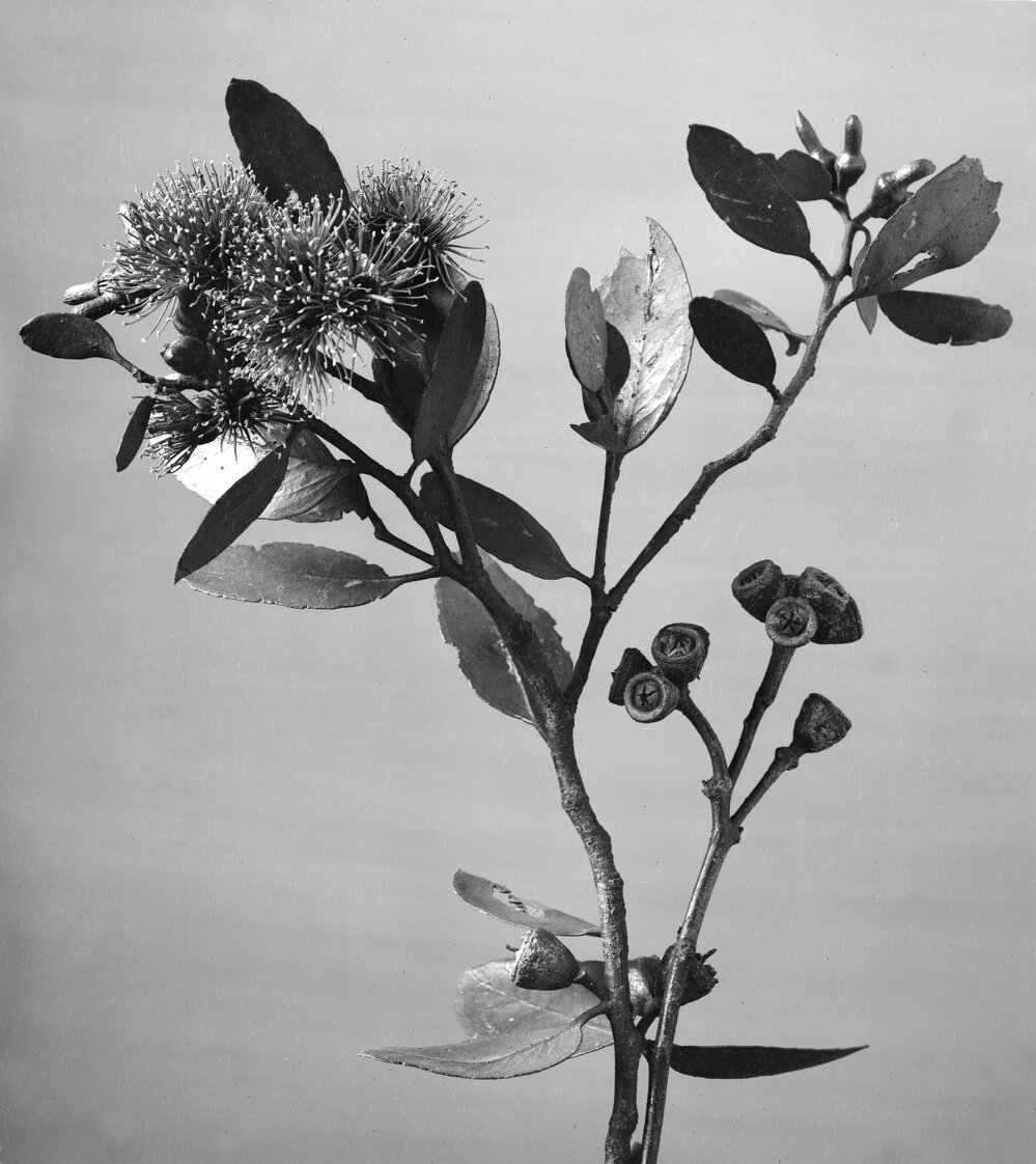 Eucalyptus Obcordata