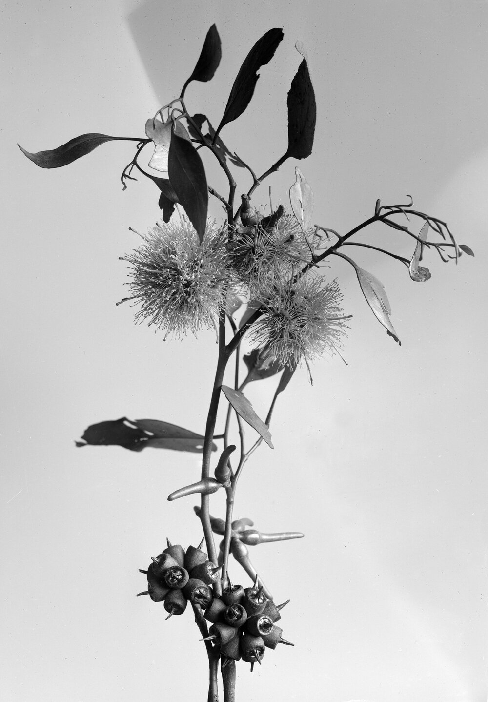 Eucalyptus Macrandra